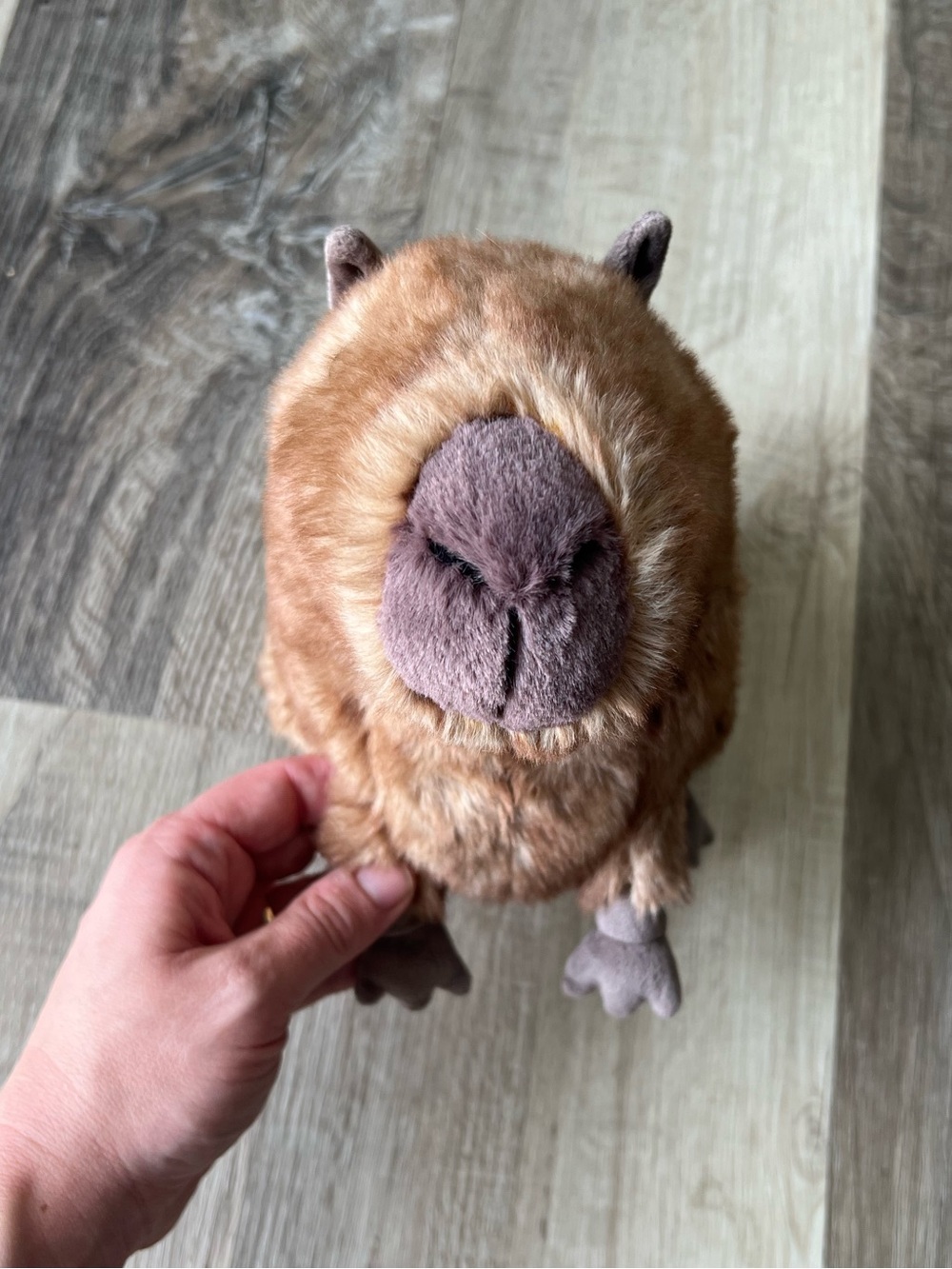Jellycat Clyde Capybara - Picture 5 of 11